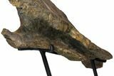 Ceratopsian (Triceratops?) Squamosal Bone - Hell Creek Formation #113110-4